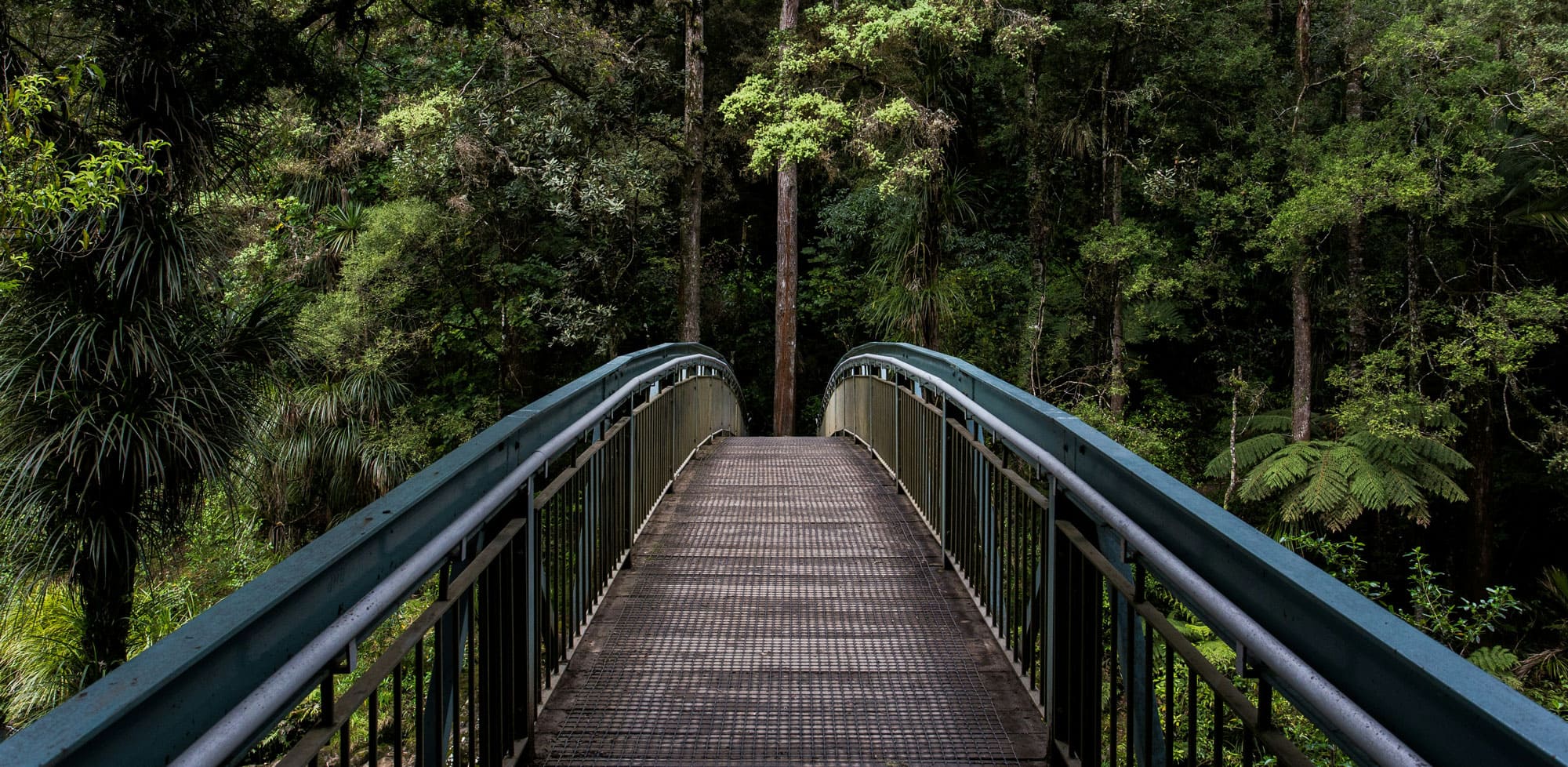 ACEmainpage A pathway bridge through trees.