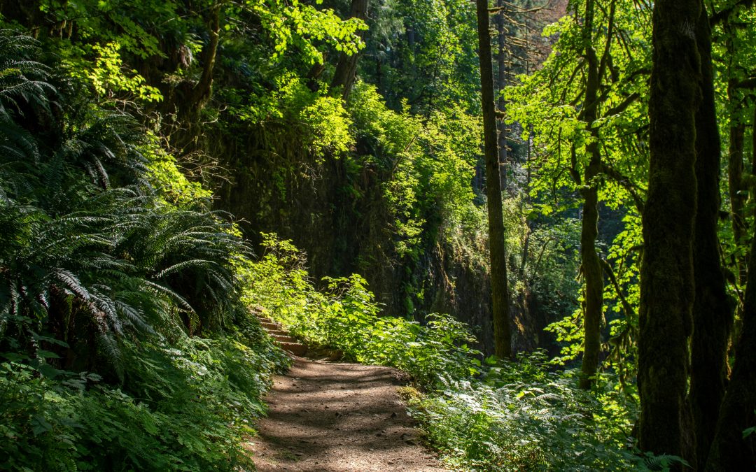 When Nature Becomes Out of Reach: Why Accessible Outdoor Spaces Matter